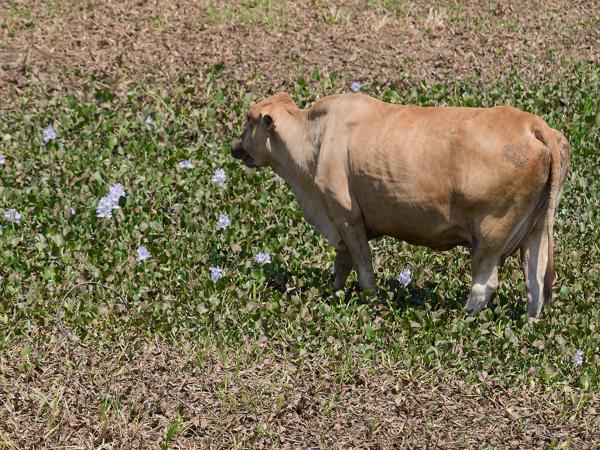 Koe (Bos taurus)